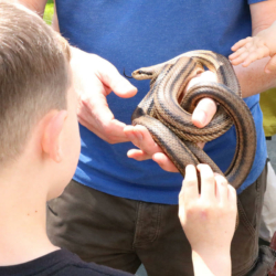 mmfest2024-museumkoenig-foto5 Museum Koenig Bonn - Museumsmeilenfest 2024